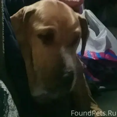 Найден стафф, девочка, Орехово-Зуево