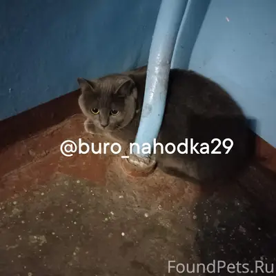 Найдена кошка, Архангельск, Воронина, 39