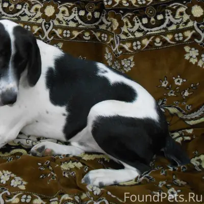 Пропал гладкошёрстный спаниель Граф, Лесная горка