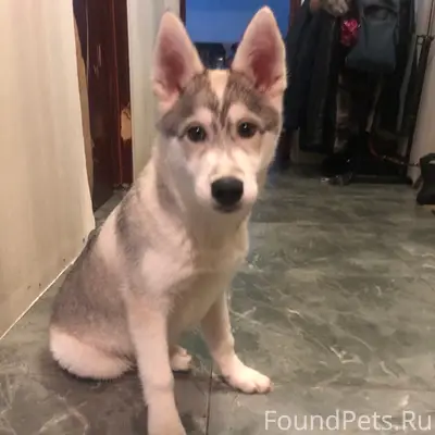 Найден щенок метис Сибирский хаски, между Золотухина и Школы