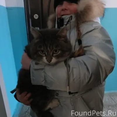 Найден кот, Красноармейская, Первомайская
