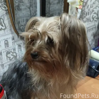 Найдена собака, похожа на йорка, район ул. Октябрьская