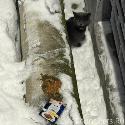 Найден кот, Буксирная 9