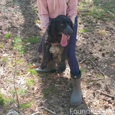 Пропала собака