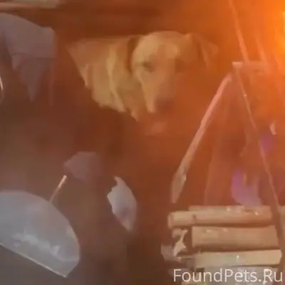 Пропал рыжий Зевс, район балки Бергмана