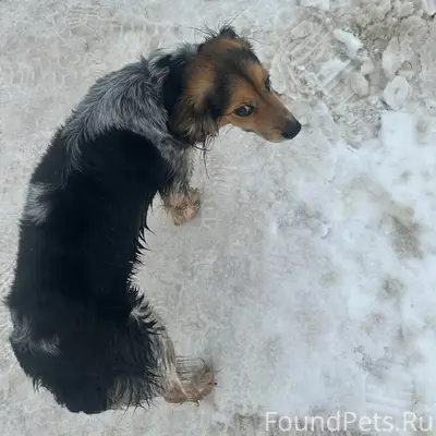 Найдена собака, найдена у ТЦ «Дзержинца»