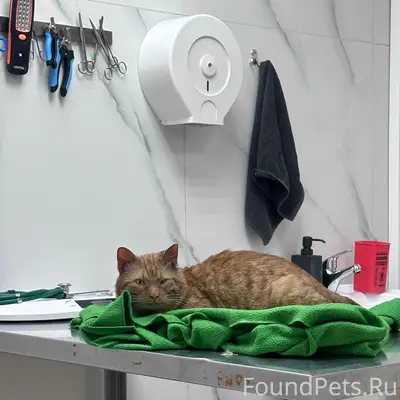 Найден кот, район лесотехнической академии