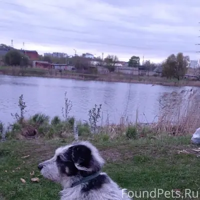 Пропал Беляш, район Меланжевого к-та