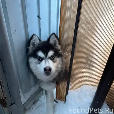 Пропал щенок Марат, Красное