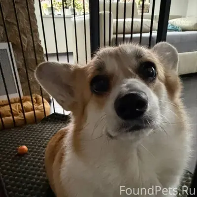 Пропала девочка Пемброк, Левашово