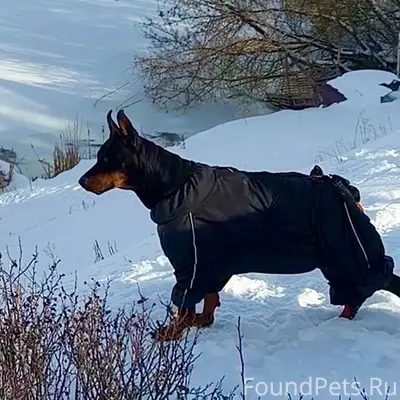 Пропала Доберман Герда, Курск