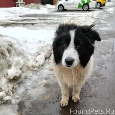 Пропала собака, Рябиновая