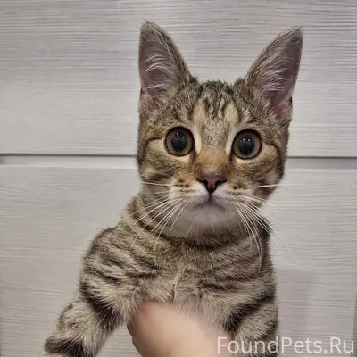 Найден котёнок, ул. Чехова