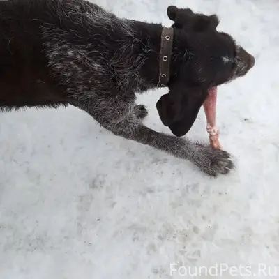 Найден дратхар, в ошейнике