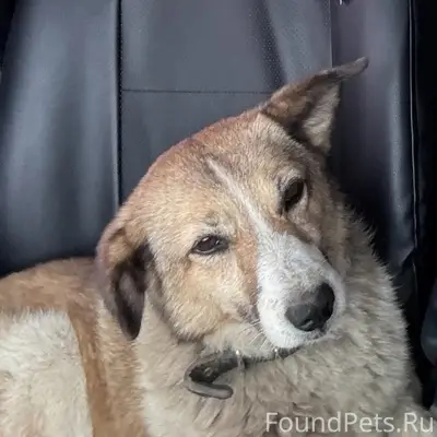 Пропала собака леди, Щекино