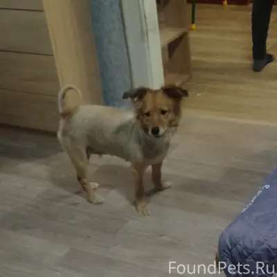 Найден метис, район универмага