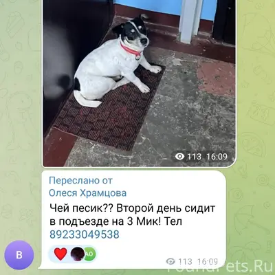 Пропала собака, Ачинск