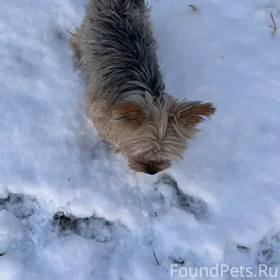 Пропал пёс, слепой, ст. Переясловская