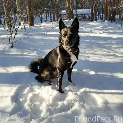 Пропал пёс Джек, Сормовский парк