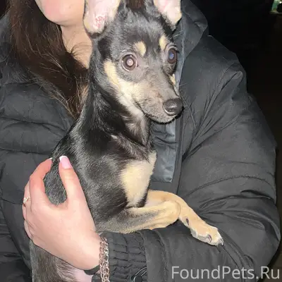 Найден пёс, 9-й мкр