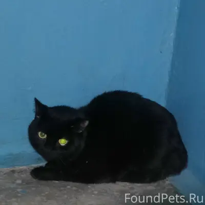 Найден кот британской породы, Красноармейский р-н