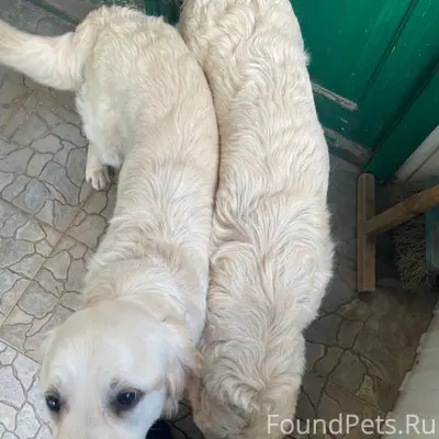 Найден метис лабрадора, ул. Парковая