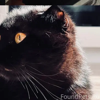 Пропала кошка Ума, район библиотеки Рыжкова