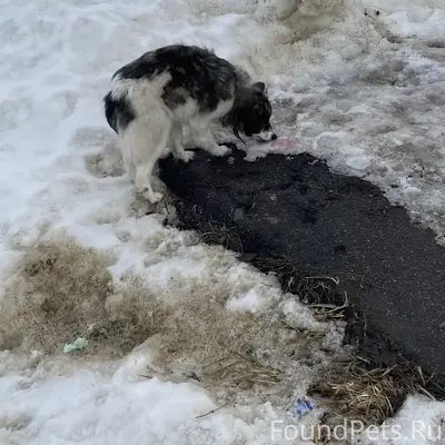 Найден пёс, Большие Калмыки