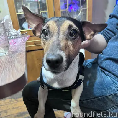 Пропал Джек, район улицы Глушкова, 5