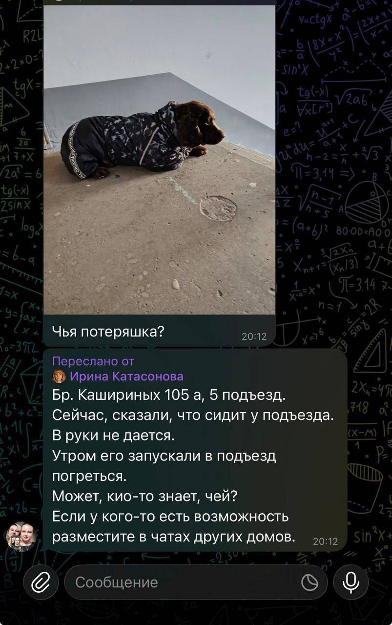 Коричневая собака в синем комбинезоне