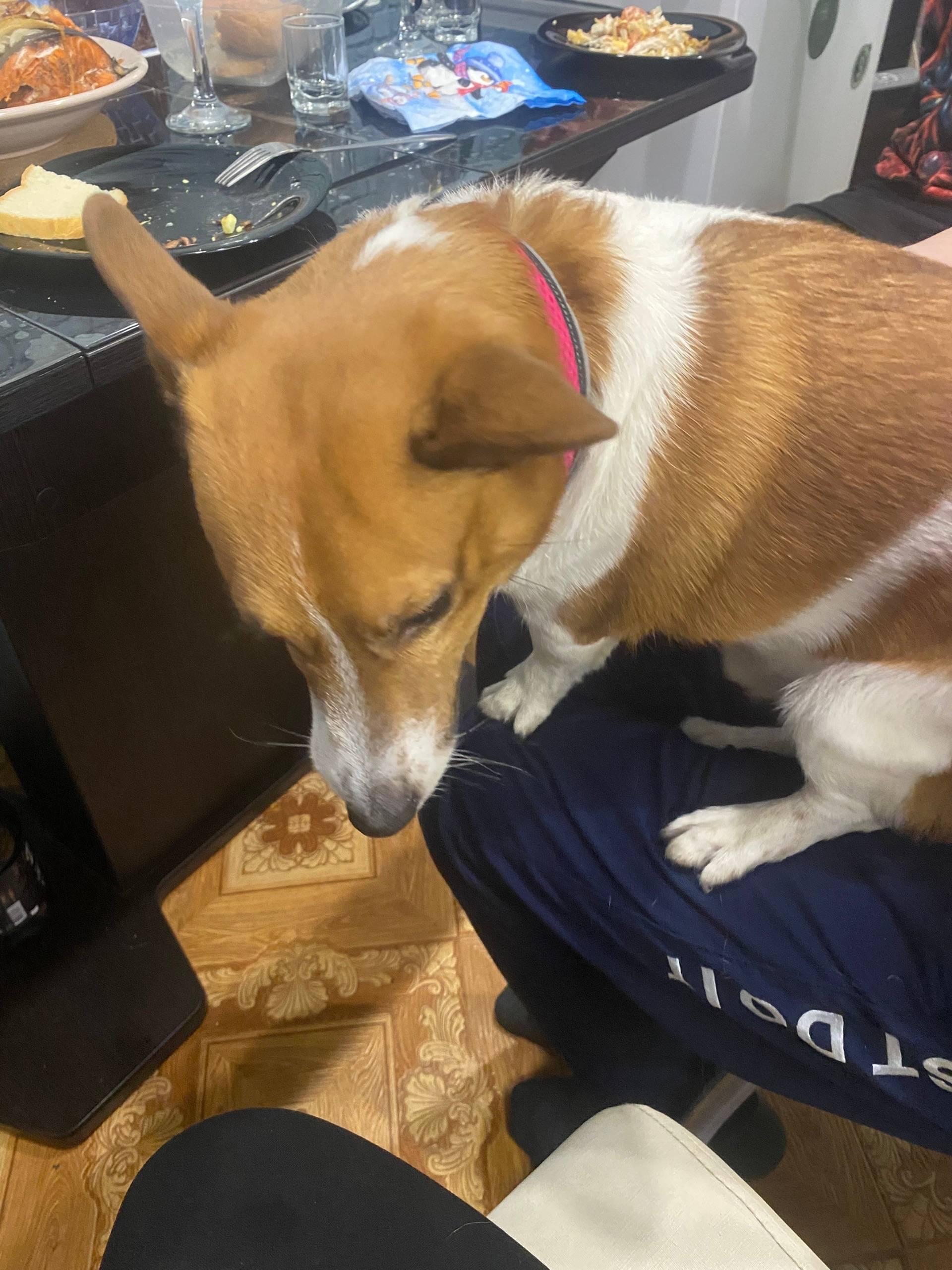 Пропала собака Джеки, район дока