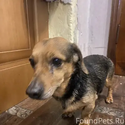 Найден тип собака, район ул. Ушинского