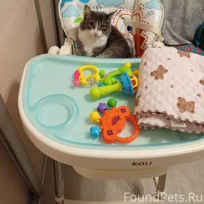 Пропала кошка Муся, Лененский