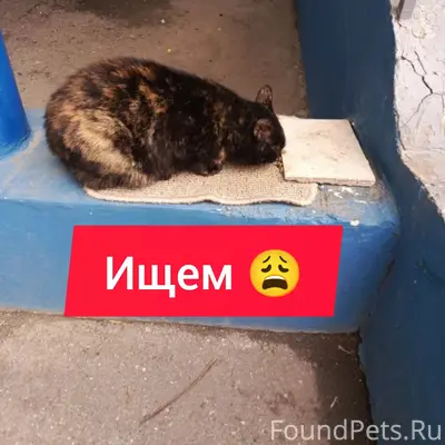 Пропала кошка Рябушка, Пашковка, Краснодар