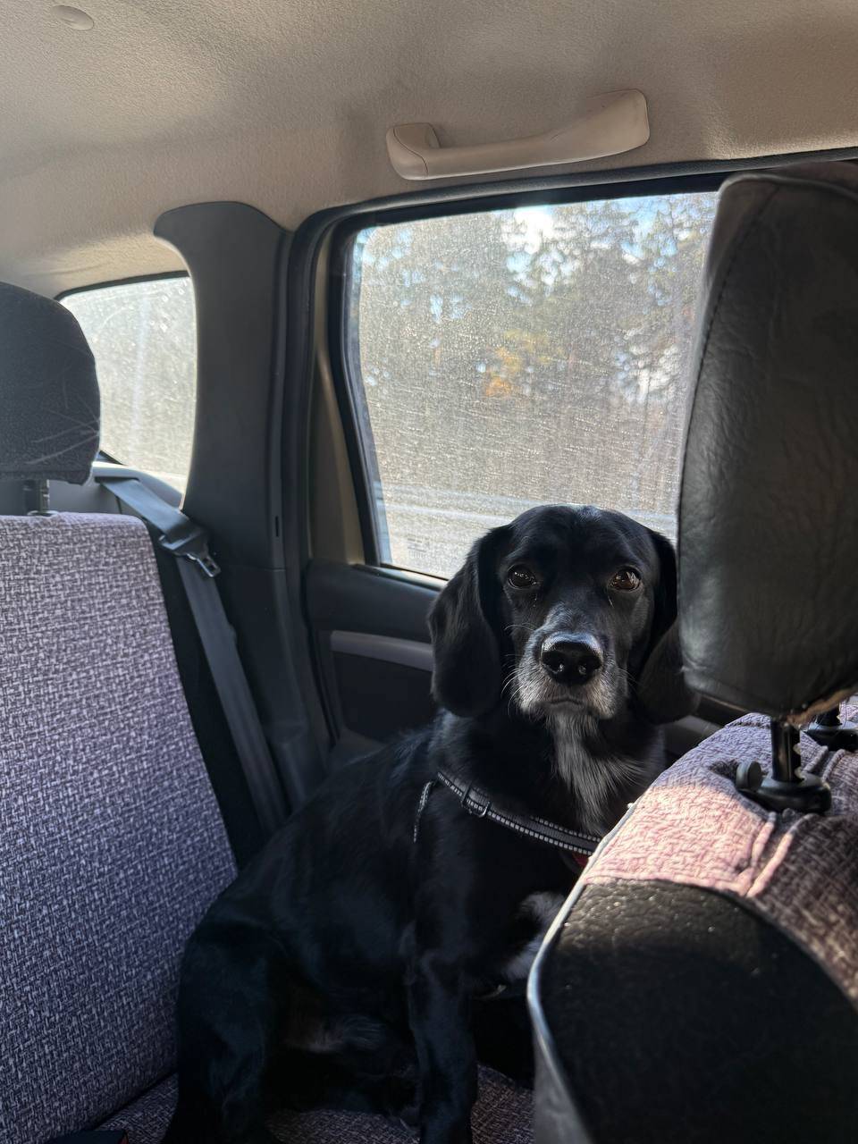 Пропал Чип, посёлок Фатеевка