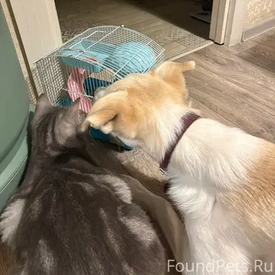 Пропала собака, район Рижский-Балтийская