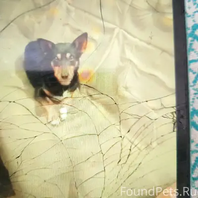 Пропал Косолапый, Михайловск