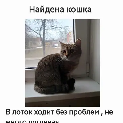 Найдена домашняя кошка