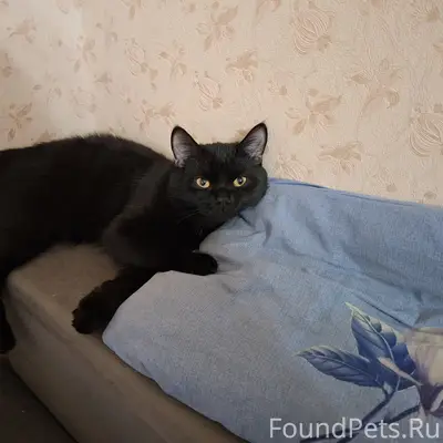 Найден черный котик, Комсомольская