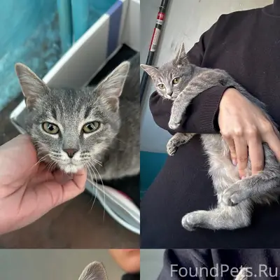 Найден котёнок мальчик, 3 месяца, подъезд