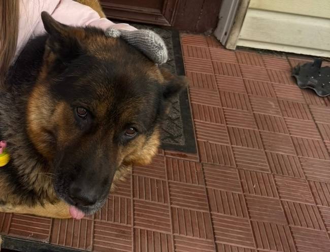 Пропала немецкая овчарка, Курчатовский район