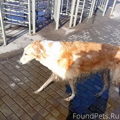 Пропала собака, производство