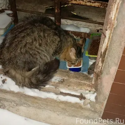 Пропала полупушистая кошка, район Маяковского-Сталеваров