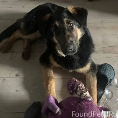 Пропала собака, Шигоны