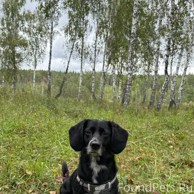 Пропал Чип, похож на таксу, поселок Фадеевка
