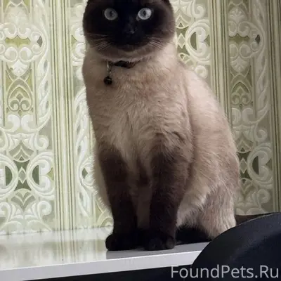 Пропал кот Лемик, Чкалова 12