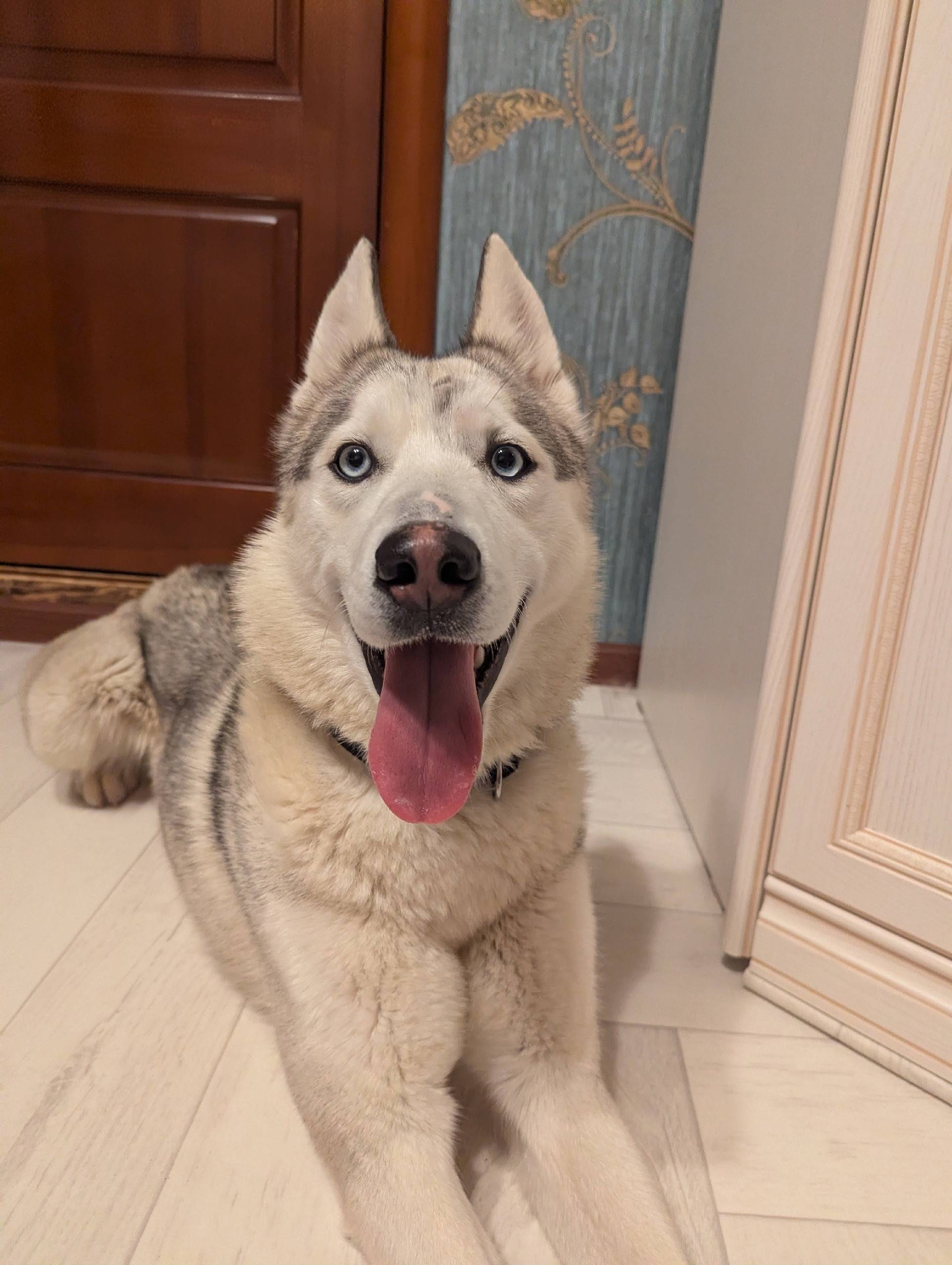 Найден хаски, Семилуки