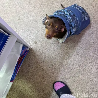 Найден тип собака, левый берег, Дмитриева 20