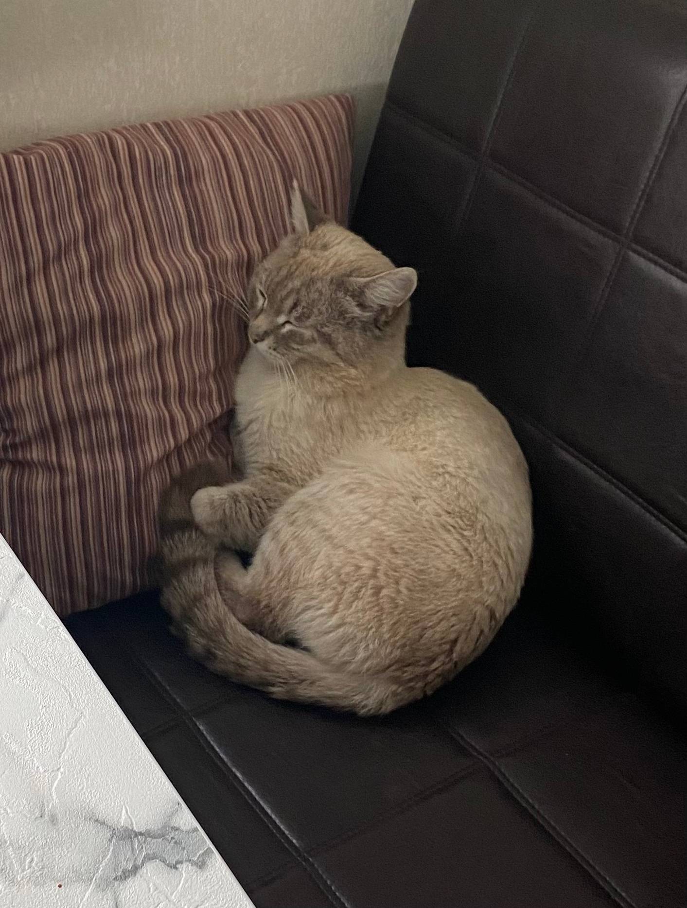 Пропал кот Цезарь, район бывшего молокозавода