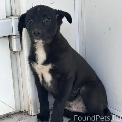 Найден щенок, возле магазина 24 часа